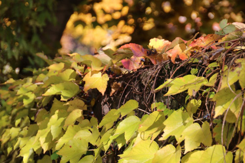 Herbst am Spitzhaus, Radebeul